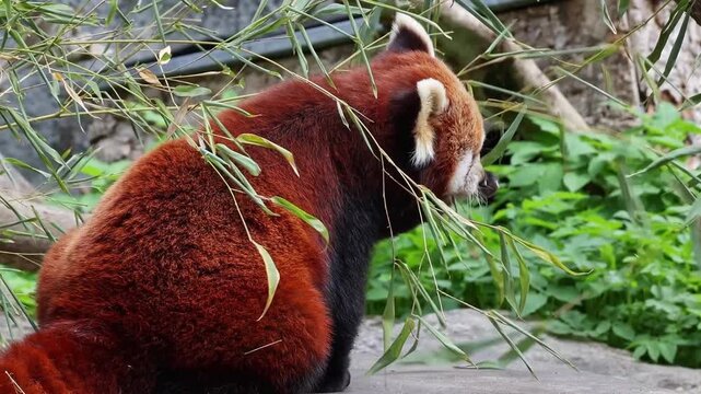 The red panda, Ailurus fulgens, also called the lesser panda and the red cat-bear sitting on a tree.