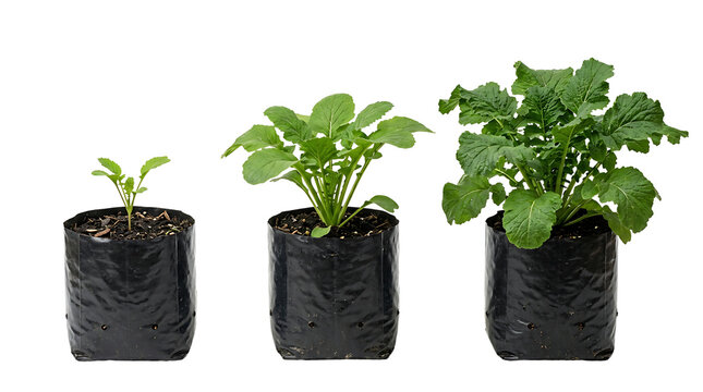 Three turnip plants in black nursery bags showing growth stages from small to large.