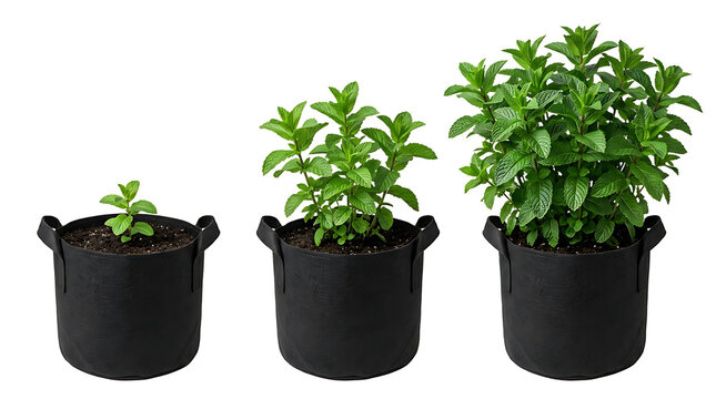 Three black fabric grow bags showing the progression of a small plant growing larger over time.