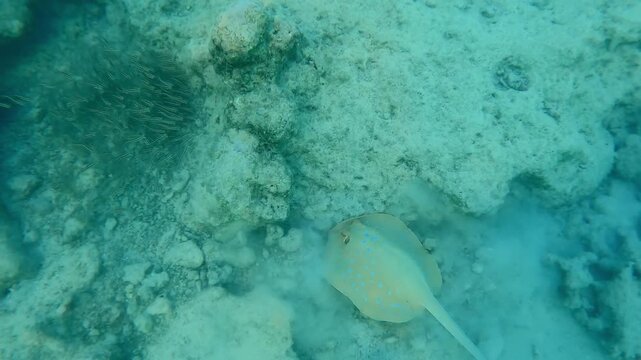 Blue spotted Stingray, Taeniura lymma with school of Striped Eel Catfish, Plotosus lineatus feeding on seabed covered with coral rubble in shallow water on an inland reef, in the evening, top view