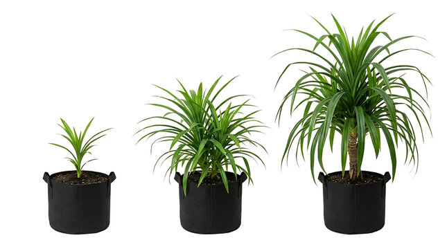 Three potted plants in black fabric grow bags, showing different stages of growth from small seedling to mature plant, isolated on transparent background.