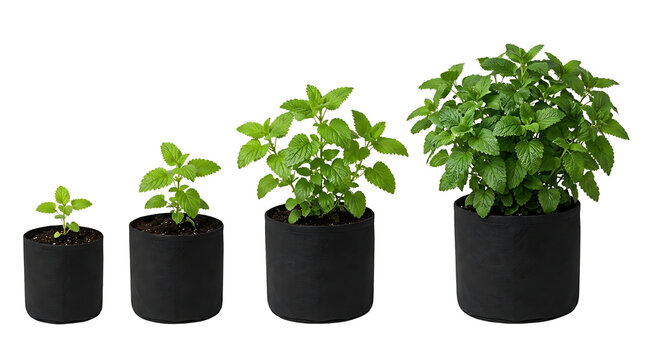 Four black fabric grow bags showing a plant growing from a small seedling to a large, mature plant, illustrating different stages of growth.