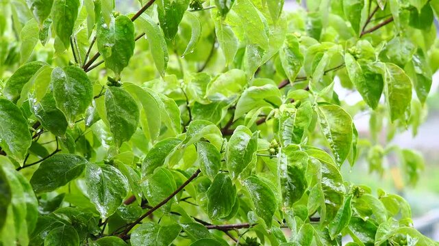 雨の風景。樹木の葉っぱが濡れている様子。水滴。雨粒。風に揺れる枝。（音声無し）