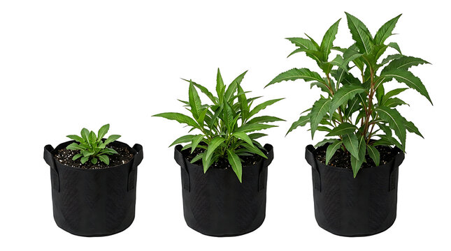 Three black fabric grow bags with green plants of varying sizes, demonstrating plant growth stages.