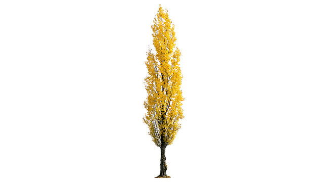 Tall columnar poplar tree with vibrant yellow autumn foliage isolated on white background for architectural landscaping with autumn leaves