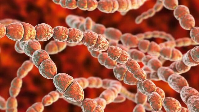 Streptococcus thermophilus, 3D animation showing Gram-positive lactic acid bacteria arranged in stable unbranched chains of spherical to slightly ovoid cocci.