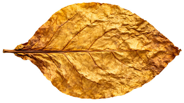 Dried tobacco leaf isolated on transparent background	