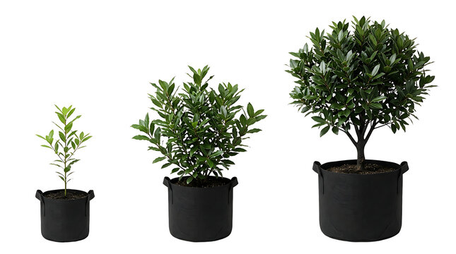 Three potted plants in black fabric grow bags, showing different stages of growth, isolated on a white background.
