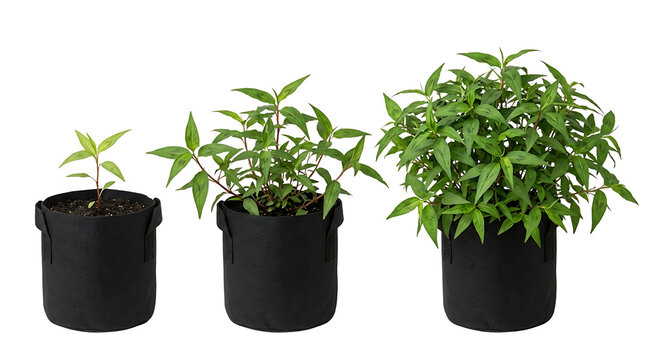 Three green plants in black fabric pots showing different stages of growth, from a small seedling to a large, mature plant.