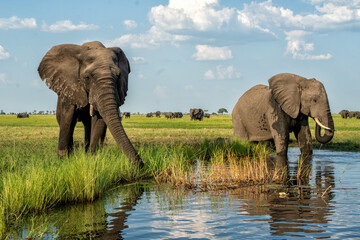 Naklejka premium Close encounter with elephants from a boat. African elephants drinking, bathing and crossing at the Chobe River between Botswana and Namibia in the green season.