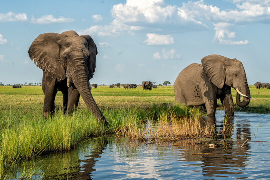 Close encounter with elephants from a boat. African elephants drinking, bathing and crossing at the Chobe River between Botswana and Namibia in the green season.