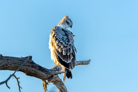 Martial eagle (Polemaetus bellicosus) looking for food Kgalagadi Transfrontier Park, part of the Kalahari Desert,  in South Africa