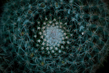 Macro of cactus © TeoPortfolio