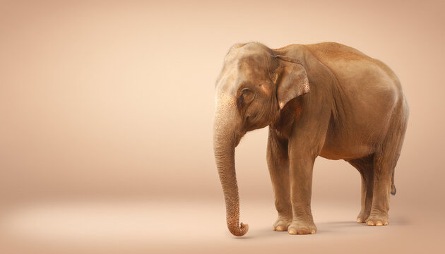 World Elephant Day A majestic Asian elephant stands calmly on the right, a minimalist portrait embodying gentle strength and the urgent need for wildlife conservation