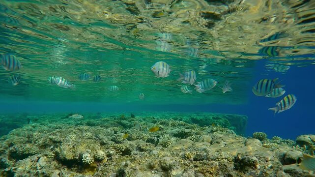 Shoal of Indo-Pacific Sergeant, Abudefduf vaigiensis swimming above the cape of flat-top on shallow coral reef under the emerald green waves and reflected on the water surface, slow motion.