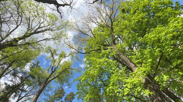 Looking up at tall spring trees in a peaceful forest as the camera tilts upward and slowly rotates through the green canopy under a clear blue sky on a sunny spring day