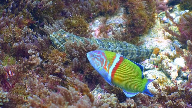 Ornate Wrasse swims close to a camouflaged Atlantic Lizardfish on a rocky seabed.