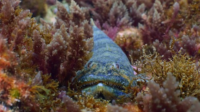 Atlantic Lizardfish resting perfectly camouflaged on a rocky and sandy seafloor.