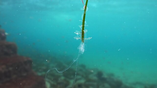 Floating seagrass leaf with attached jellyfish tentacles drifting gently near the shoreline in calm shallow water.