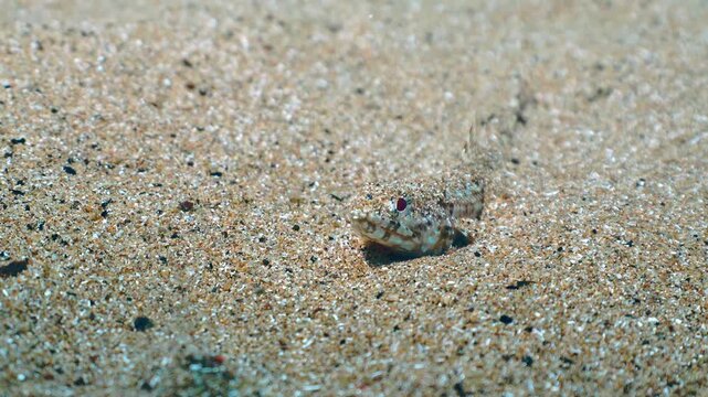 Frontal shot of lizardfish camouflaged on sandy bottom with sand grains covering its back and fixed eyes on the lens.