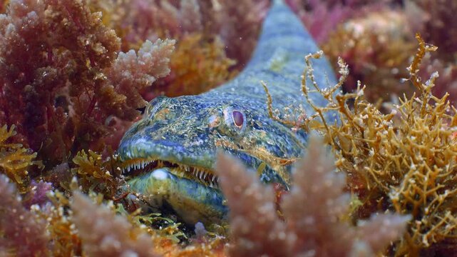 Synodus synodus resting perfectly camouflaged on a lush, algae-covered rocky seafloor in the Atlantic.