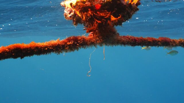 School of juvenile mackerel passing by a discarded fishing hook on a buoy rope.