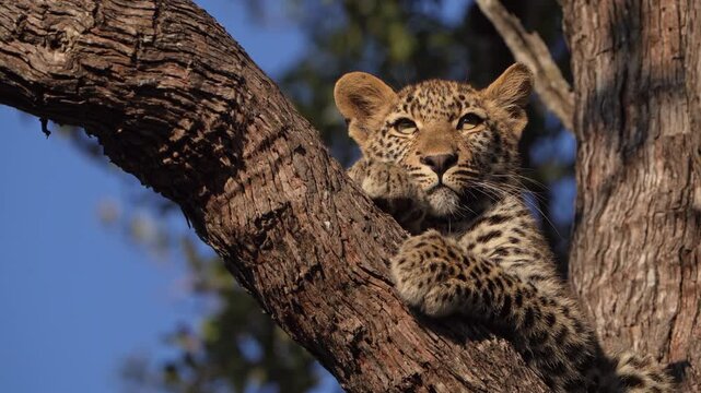 A leopard cub sits gracefully in the branches of a majestic leadwood tree looking into the distance before looking up into the tree, bathed in warm golden sunlight in Sabi Sands Game Reserve.