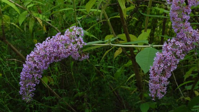 Blooming butterfly bush with purple flowers gently swaying in the summer breeze