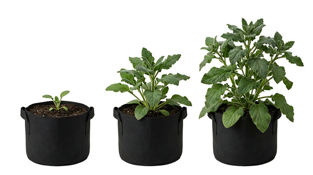 Three black fabric grow bags showing a plant's growth stages from seedling to mature plant on a white background.