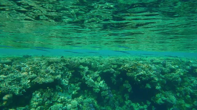 A large group of Red Sea Houndfish, Tylosurus choram camouflage hiding under emerald green water surface with waves swimming along the edge flat-top on shallow coral reef, tropical fish swims nearby