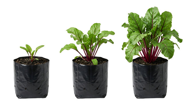 Three beet plants in black bags showing different stages of growth on a white background.