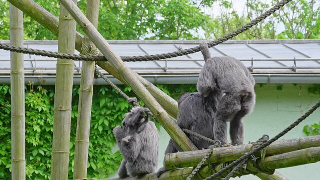 Silvery gibbon, Hylobates moloch. The silvery gibbon ranks among the most threatened species.