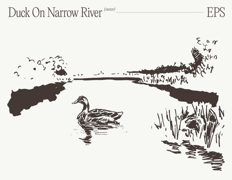 Duck Swimming On Narrow River With Reeds And Distant Bank, Hand Drawn Sketch Illustration