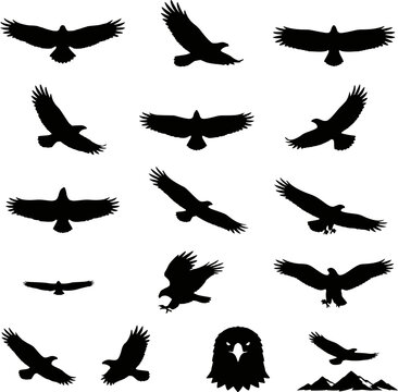 Flying eagle silhouette set. Bird of prey wings spread, soaring, hunting and eagle head icons