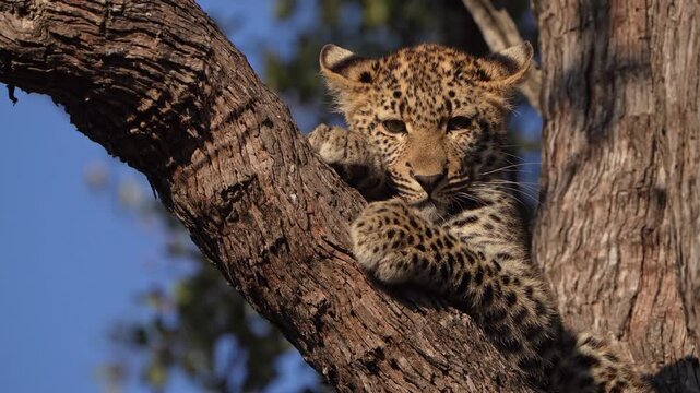A leopard cub sits gracefully in the branches of a majestic leadwood tree while looking to the ground before lifting his head, bathed in warm golden sunlight in Sabi Sands Game Reserve, South Africa.