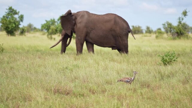 While a huge African elephant bull with massive tusks is grazing in the background, two kori bustards walk by through the green grassland in the foreground, Kruger National Park, South Africa.