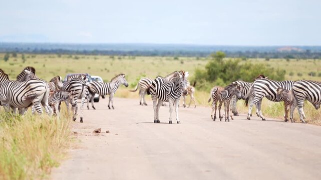 A herd of plains zebras standing on the tar road in Kruger National Park and holding up traffic, South Africa.