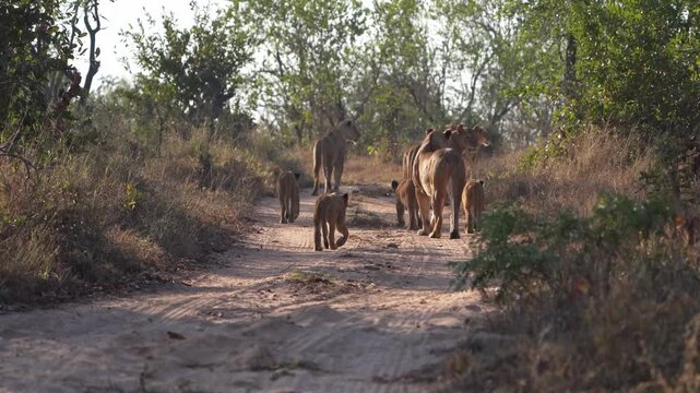 A lion pride consisting of lionesses and playful cubs walks peacefully along a dirt road in the African wilderness of Sabi Sands Game Reserve, South Africa.