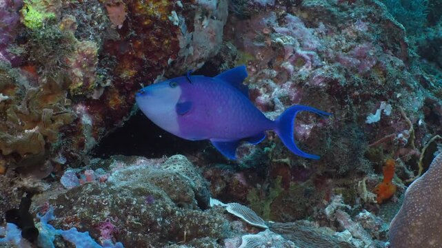 Redtoothed Triggerfish (Odonus niger) visiting a cleaning station. AKA, Niger Triggerfish, Blue Triggerfish, Redfang Triggerfish, Redtooth Filefish. Filmed in Anilao, Philippines