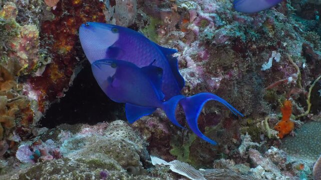 Multiple Redtoothed Triggerfish (Odonus niger) visiting a cleaning station. AKA, Niger Triggerfish, Blue Triggerfish, Redfang Triggerfish, Redtooth Filefish. Filmed in Anilao, Philippines