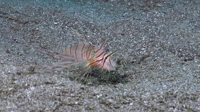 A Red Lionfish (Pterois volitans) feeding by blowing the sand to uncover prey. It lunges and eats it. Filmed in Anilao, Philippines