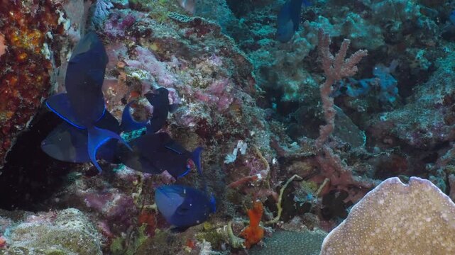 Many Redtoothed Triggerfish (Odonus niger) visiting a cleaning station. AKA, Niger Triggerfish, Blue Triggerfish, Redfang Triggerfish, Redtooth Filefish. Filmed in Anilao, Philippines
