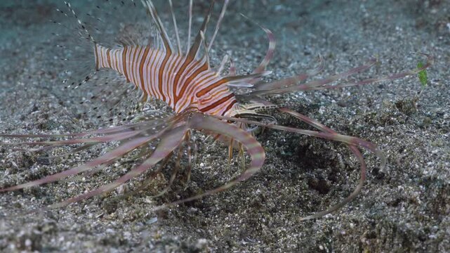 A Red Lionfish (Pterois volitans) slowly swimming over the sand Finds prey, lunges and eats it. Filmed in Anilao, Philippines