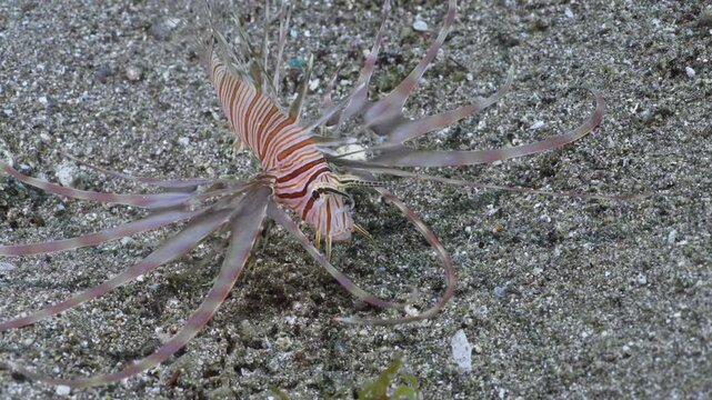 A Red Lionfish (Pterois volitans) swimming over the sand. Turns and faces the camera. Filmed in Anilao, Philippines