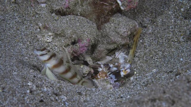 Diagonal Shrimpgoby (Amblyeleotris diagonalis) with closeup shot of the Alpheid Shrimp cleaning the burrow.. Filmed in Anilao, Philippines