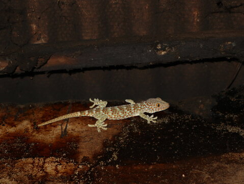 Tokay gecko (Gekko gecko) climbing on the wooden roof structure inside a traditional house in a rural village in Java, Indonesia. A common nocturnal reptile known for controlling insect populations.