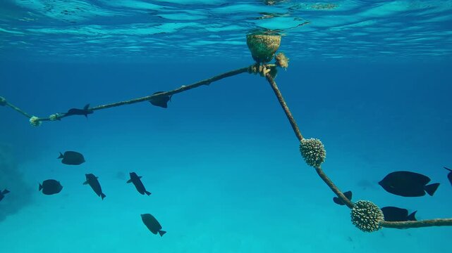Group of Red Sea Sailfin Tang, Zebrasoma desjardinii eating organic growth from a buoy rope feeding microalgae on it below turquoise water surface 