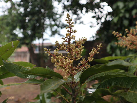 Blooming mango flowers (Mangifera indica) on a mango tree in a rural village in Java, Indonesia. Fresh flower panicles signal the beginning of the fruiting season in a tropical orchard.
