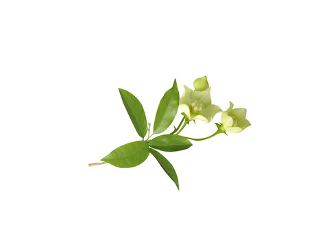 Vallaris Solanacea or Bread flower plant stem with flower and buds isolated on a white background