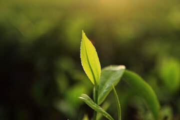 Fresh green tea leaves illuminated by warm morning sunlight in a tea plantation © AJay